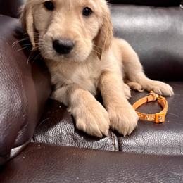 Golden Retriever Puppies from Renko Kennel