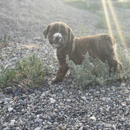 Boerboel, Shorkie, and Toy Australian Shepherd Puppies from SATA Kennels