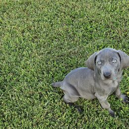 Light blue collar - Blue male Weimaraner puppy in Waucoma, Iowa from Dreamweaver Weimaraners