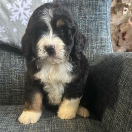 Ruby - Tri-color female Bernedoodle puppy in Arabi, Georgia from Huckadoodle Farm
