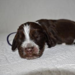 Hippo - Liver white and tan female English Springer Spaniel puppy in Chapmansboro, Tennessee from Balthrop Bend Farms
