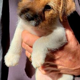 Buster - Tan and white male Jack Russell Terrier puppy in California from Kimberlite