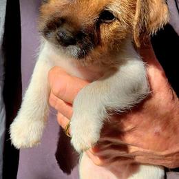 Buster - Tan and white male Jack Russell Terrier puppy in California from Kimberlite