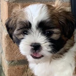 Mal-Shis, Pomeranians, Shih Tzus, and Yorkshire Terriers from Gibbs Gorgeous Paws LLC