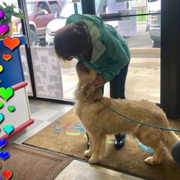 Sally - Golden Retriever