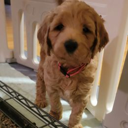 Goldendoodle Puppies from Kimber's Doodles