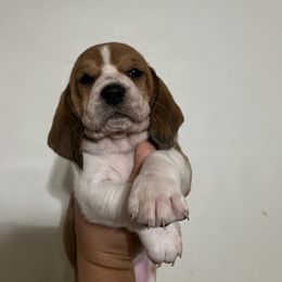 Red and white girl - Basset Hound puppy in Saint Clair, Michigan from Gregg Hounds