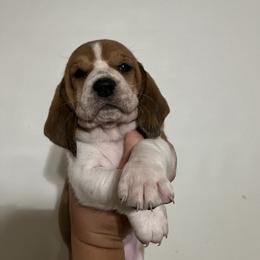 Red and white girl - Basset Hound puppy in Saint Clair, Michigan from Gregg Hounds
