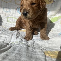 Goldendoodle Puppies from Cassie Farms