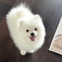 Ollie Merle Male - White male Pomeranian puppy in Las Vegas, Nevada from POM SOCIETY