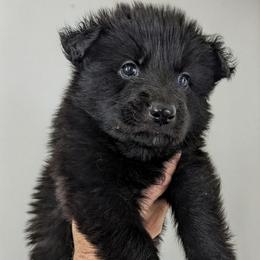 Nando - Bi-color male German Shepherd puppy in Olean, New York from F&B Kennels