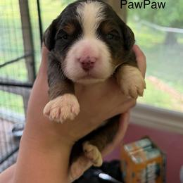Pawpaw - Blue merle male Bernedoodle puppy in Campbellsville, Kentucky from Blue Belle Hills Bernedoodles