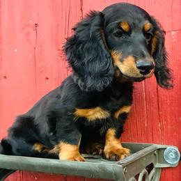 Bootstrap Jack - Black and tan male Dachshund puppy in Litchfield, Michigan from High Country Kennels