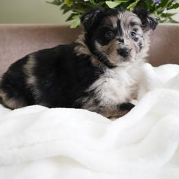 Frosty - Blue merle female Australian Shepherd puppy in Kokomo, Indiana from North Central Aussies