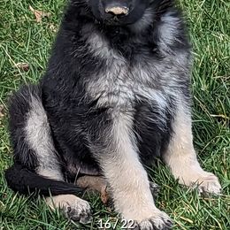 German Shepherds from Aljan v. Pashen Kennels