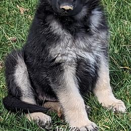 German Shepherds from Aljan v. Pashen Kennels