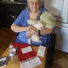 Pomeranian and Pomsky Puppies from Spillman's Specialty Breeding