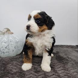 Trixie - Tri-color female Bernedoodle puppy in Granton, Wisconsin from Rose River Farms