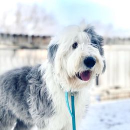 Sweety - Old English Sheepdog
