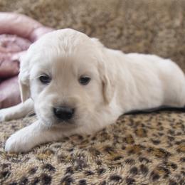 Black Collar - Light golden male Golden Retriever puppy in Roseburg, Oregon from Unbound Goldens