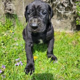Female 3 - Black female Great Dane puppy in Columbia Stat, Ohio from Rocky Road Chocolate Danes