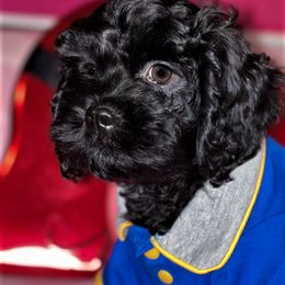 Cavapoo Puppies from Clearview Canines
