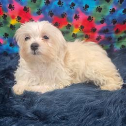 Eligah - White male Maltipoo puppy in Neosho, Missouri from Star Light Pups