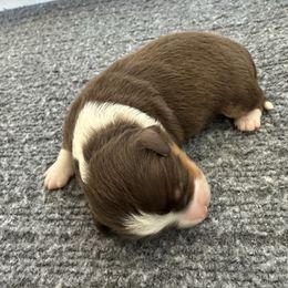 Bobby - Red tri male Toy Australian Shepherd puppy in Norco, California from Joyfulpuppies