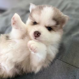 Ceo - Merle male Pomsky puppy in West Sacramento, California from Pinkie's Pomskies