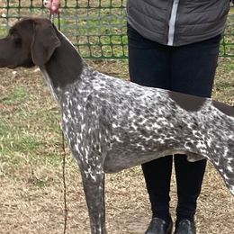 German Shorthaired Pointers from Crossroad kennel