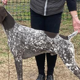 German Shorthaired Pointers from Crossroad kennel