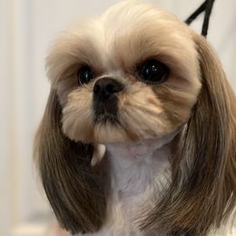 Pebbles - Shih Tzu