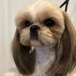 Pebbles - Shih Tzu