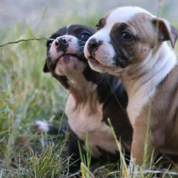 Boy 2 - Fawn sable male American Pit Bull Terrier puppy in Sea Tac, Washington from SkylineUSA Kennels