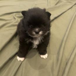 Pomeranian Puppies from Premium Pom’s