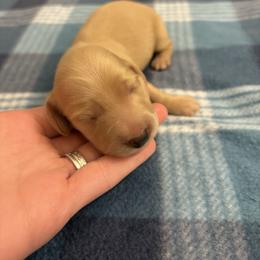 Pumpkin - Cream female Dachshund puppy in Hawley, Texas from Little e Dachshunds