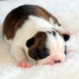 Angle - Black brindle and white female Boston Terrier puppy in Winnsboro, Texas from JP Ranch Bulldogs