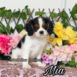 Mia - Tri-color female Cavalier King Charles Spaniel puppy in Hollywood, Florida from World Class Cavaliers