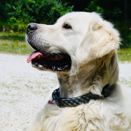 Tommy - Golden Retriever
