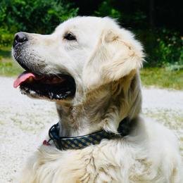 Tommy - Golden Retriever