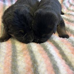 Ellie - Black and tan female German Shepherd puppy in Stanardsville, Virginia from Majestic K9 LLC