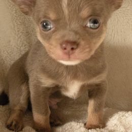 Chihuahuas from Corina Markowicz