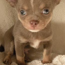 Chihuahuas from Corina Markowicz