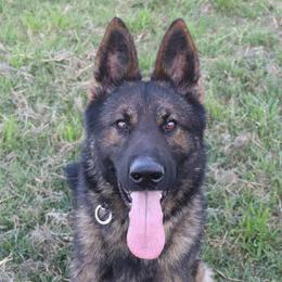 Ruger - German Shepherd