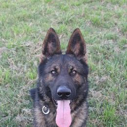 Ruger - German Shepherd