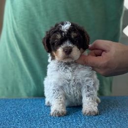Girl 2 - Brown roan female Lagotto Romagnolo puppy in Sugar Valley, Georgia from Pinnacle Farm and Kennel