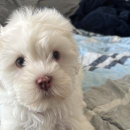 Pomeranians and Shih Tzus from Premium Pom’s and Tzu’s