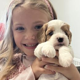 Cavalier King Charles Spaniel and Cavapoo Puppies from Ethan McBride