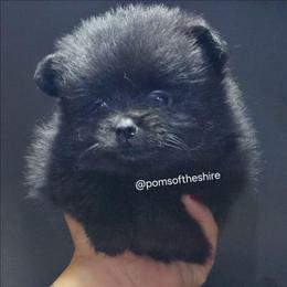 Nienna - Black female Pomeranian puppy in Boca Raton, Florida from Poms of The Shire