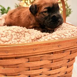 Mr Camo - Wheaten male Soft Coated Wheaten Terrier puppy in Fowler, Ohio from Warzalas wheatens